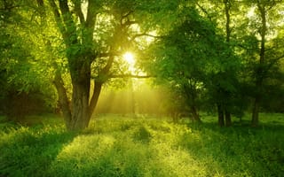 Обои landscape, природа, пейзаж, трава, sunlight, деревья, nature, красивый, beautiful, лес, grass, trees, forest, солнечный свет