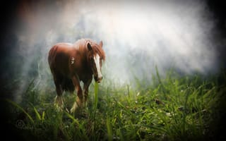 Картинка лошадь, трава, туман, лучи