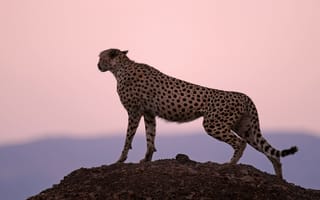 Картинка наблюдение, cheetah, гепард