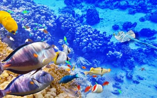 Картинка коралл, коралловый риф, экзотический, тропическая, подводный мир, подводный, рыба, море, океан, вода, скат