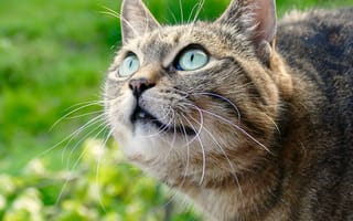 Картинка кот, кошки, кошка, кошачьи, домашние, животные, полосатый