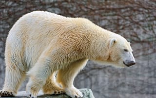 Картинка белый медведь, белый, животные, животное, природа