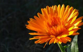 Картинка цветок, цветы, растение, растения, цветочный, оранжевый