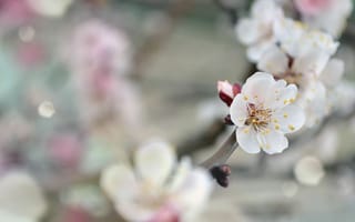 Картинка весна, прекрасное, нежность, Абрикос