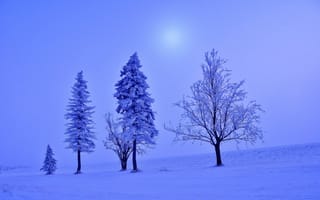 Картинка пейзаж, дымка, зима, деревья, мгла, елочка, снег, поле, ель, иней, мороз