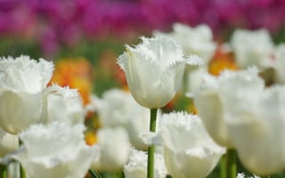 Картинка тюльпаны, приода, фокус, цветы, белые