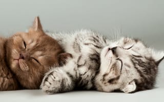 Картинка котенок, кот, маленький, кошки, кошка, кошачьи, домашние, животные, сон, сонный