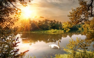 Картинка время года, лебедь, природа, озеро, осень, деревья