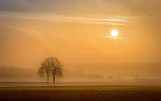 Обои туман, утро, деревья, поле, солнце