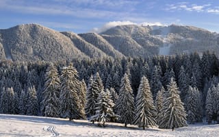 Картинка зима, зимние, время года, сезоны, сезонные, пейзаж, природа, лес, деревья, дерево, гора