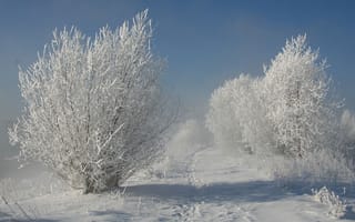 Картинка зима, зимние, время года, сезоны, сезонные, иней, изморозь, белый, снег, лес, деревья, дерево, природа