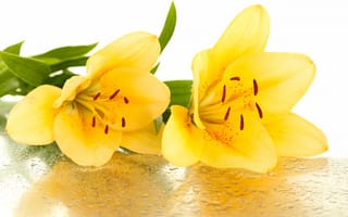 Обои yellow lilies, the leaves drops, цветы, stamens, petals, лепестки, тычинки, желтые лилии, flowers, листики, капельки