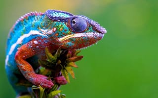 Картинка хамелеон, рептилия, животное, рептилии, животные, цветной, разноцветный, цвета