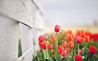 Обои природа, тюльпаны, боке, весна, цветы
