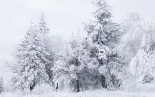Картинка зима, зимние, время года, сезоны, сезонные, иней, изморозь, белый, снег, природа, лес, деревья, дерево