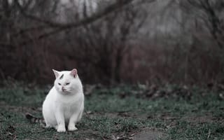 Картинка sit, white, darkness, autumn, cat, grass, cold, anger, green
