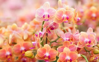 Обои орхидеи, orchids, flowering, цветы, flowers, цветение