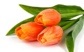 Картинка тюльпаны, три, оранжевые