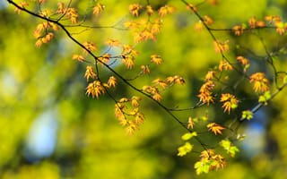 Картинка осень, осенние, время года, сезоны, сезонные, кленовый лист, лист, клен, ветка