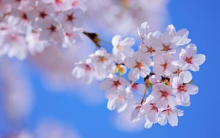 Картинка цветущая вишня, сакура, цветок, цветущий, весна, весенние, время года, сезоны, сезонные, природа