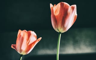Обои тюльпаны, лепестки, цветы