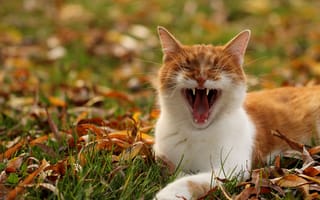 Картинка кот, рыжий, мордочка, зевает, трава, усы