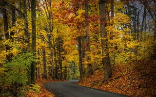Картинка осень, осенние, время года, сезоны, сезонные, лес, деревья, дерево, природа, дорога