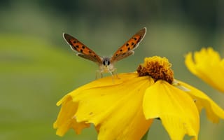 Картинка цветок, лепестки, крылья, бабочка, природа, мотылек, насекомое
