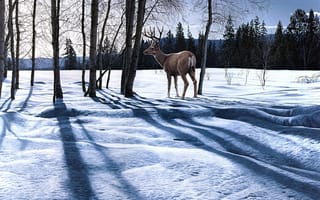 Картинка Ron S. Parker, живопись, олень, снег, зима, солнечный день, Afternoon Shadows, пейзаж, тени, природа, лес