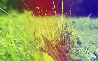 Картинка солнечное настроение, градиент, листики, трава