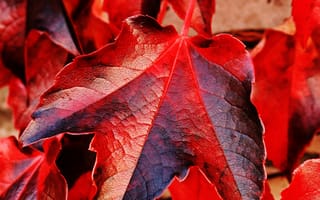 Картинка лист, листья, листва, осень, осенние, время года, сезоны, сезонные, макро, крупный план