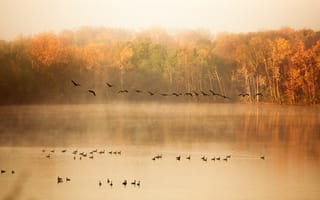 Картинка природа, пруд, стая, озеро, утки, деревья, осень