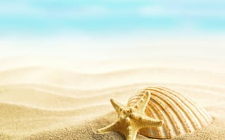 Обои summer, beach, seashells, shells, sand
