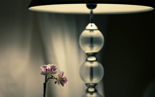 Картинка светильник, свет, цветы, орхидеи, лампа, тени