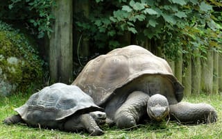 Картинка черепахи, семья, панцирь, природа