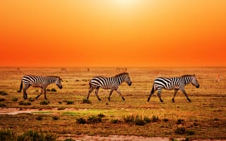 Картинка зебры, Африка, трава, закат