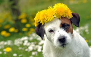 Картинка собака, лето, цветы
