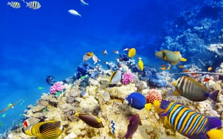 Картинка рыба-бабочка, экзотическая, тропическая, рыба, коралл, коралловй риф, экзотический, подводный мир, подводный, стая, много, море, океан, вода
