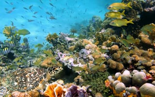 Картинка коралл, коралловй риф, экзотический, тропическая, подводный мир, подводный, рыба, черепаха, стая, много, море, океан, вода
