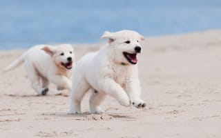 Картинка собаки, собака, пес, животное, животные, питомец, щенок, бег, пляж
