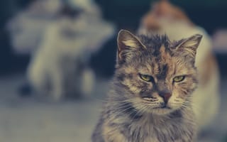 Картинка кот, кошки, кошка, кошачьи, домашние, животные