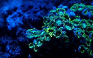Картинка подводный мир, подводный, коралл, коралловй риф, экзотический, тропический