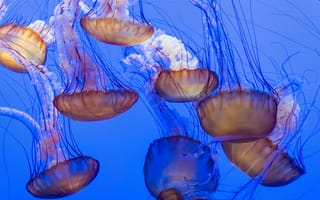 Картинка медуза, подводный мир, щупальца, глубоко, океан, море, вода, животное, подводный