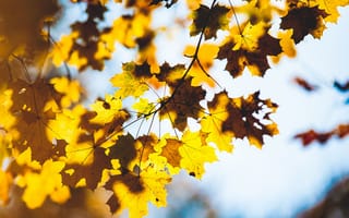 Обои листья, дерево, макро, осень, ветки, размытость