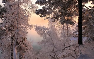 Картинка зима, зимние, время года, сезоны, сезонные, снег, иней, изморозь, белый, лес, деревья, дерево, природа