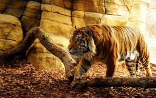 Картинка тигр, взгляд, пещера, хищник