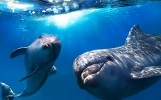 Картинка дельфин, подводный мир, подводный, море, океан, вода, детеныш, маленький