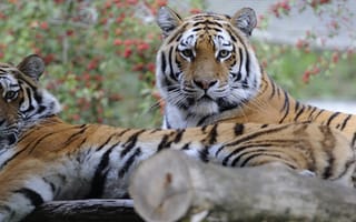 Картинка тигры, отдых, парочка