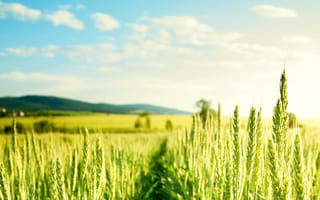 Картинка поле, солнечно, злаки, зеленые, пшеница