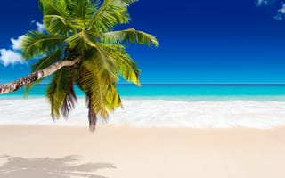 Обои тропики, море, песок, пляж, пальмы, beach, sea, vacation, tropical, sunshine, summer, ocean, берег, palms, paradise